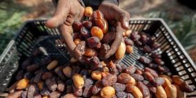 خاص| ارتفاع كوته تصدير التمور الفلسطينية إلى تركيا يعزز قطاع النخيل ويصب في صالح المزارعين