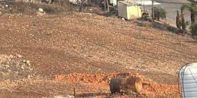 اصابة مواطن برصاص الاحتلال واعتقال آخر في عقابا شمال طوباس