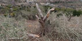 مستوطنون يقطعون عشرات أشجار الزيتون في قريوت 