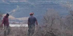 340 اعتداء نفذها الاحتلال و المستوطنون  ضد موسم الزيتون الحالي أكثرها في رام الله