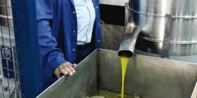 خاص| إعادة تشغيل معاصر الزيتون في غزة بعد الحرب.. معجزة زراعية رغم الدمار