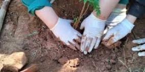 في طولكرم.. نادي بيئي جديد لتحفيز الطلبة على الزراعة والحفاظ على البيئة