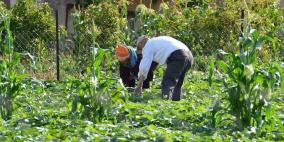 خاص| الزراعة في سلفيت: تحديات الاستيطان والعدوان.. وصمود رغم شح الإمكانيات