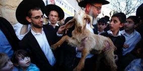 خاص| مستوطن يدخل "قربانًا" للأقصى.. والاحتلال يستغل عدوان غزة لتكثيف اقتحاماته