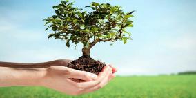 مواطن لراية: زرعت الأشجار تخليدًا لذكرى الشهداء.. والبلدية أوقفت المشروع فجأة!