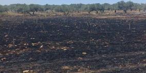 رئيس بلدية سبسطية لراية: 40 دونمًا من القمح أُحرقت والمخطط الاستيطاني يتوسع