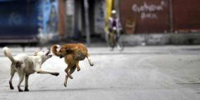 خاص| الكلاب مناطقية.. والقتل ليس حلًا بل التعقيم والتطعيم