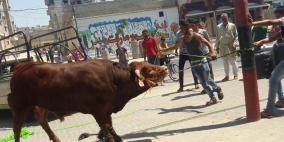 هل تجوز التضحية بالعجول "المسمّنة" ؟ .. مفتى فلسطين يجيب!