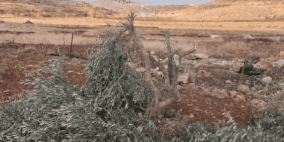 مستوطنون يقطعون 30 شجرة زيتون في سوسيا