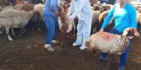 "الزراعة": أكثر من 186 ألف جرعة لقاح لحماية الثروة الحيوانية في تموز الحالي