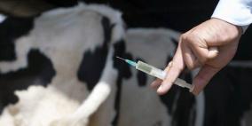 الزراعة تتسلم 1.15 مليون جرعة لقاح بيطري من منظمة الأغذية والزراعة (الفاو)