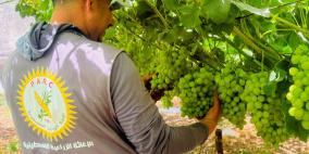 من الأرض بدأ الحلم... "حاكورتنا" قصة شباب رجعوا للجذور