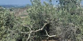 الاحتلال يقتلع ويكسر عشرات أشجار الزيتون في ظهر العبد جنوب جنين