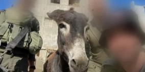 مواصلات غزة تُعدم… حتى "الحمار الهزيل" سرقته إسرائيل ومنحته أوروبا اللجوء!