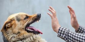 منذ مطلع العام: تسجيل 6 إصابات بداء الكلب وحالات العض تجاوزت الـ1000 حالة في الضفة