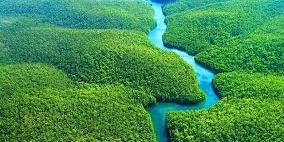 البرازيل تقترح مرفقا للغابات الاستوائية بقيمة 125 مليار دولار