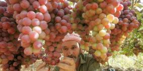 "سوق بلدي".. احتفاء بالعنب والمنتجات النسوية من جنين والخليل في رام الله