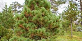 ابتكار مركب كيميائي من الصنوبر السيبيري قادر على قمع الخلايا السرطانية