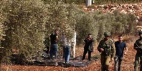 دراغمة لراية: الاعتداءات على قاطفي الزيتون في كفر راعي لن تثنينا عن حماية أراضينا
