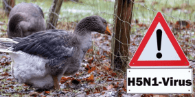 إعدام 400 ألف طائر بألمانيا بسبب إنفلونزا الطيور