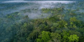 البرازيل تسعى لجمع 10 مليارات دولار لمبادرة حماية الغابات