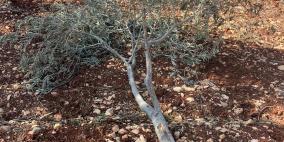 الاحتلال يقتلع أشجار زيتون في كفر مالك شمال شرق رام الله