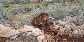 الكشف عن حجم خسائر القطاع الزراعي خلال أسبوع واحد في الضفة