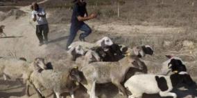مستعمرون يسرقون 200 رأس غنم ومركبة في كوبر شمال رام الله