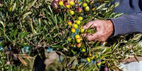 خاص| ما أهمية انخفاض درجات الحرارة لشجرة الزيتون.. خبير زراعي يجيب لراية!