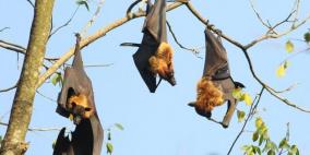 فيروس نيباه القاتل يظهر في الهند.. ما أعراضه وأسبابه وكيف ينتقل إلى البشر؟