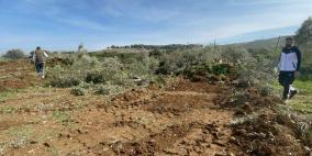 الاحتلال يقتلع 130 شجرة زيتون في بلدة اذنا غرب الخليل