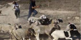 مستوطنون يهاجمون تجمعا بدويا غرب أريحا ويسرقون عدداً كبيرا من الأغنام