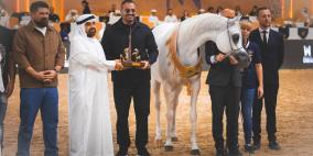 الخيول الفلسطينية تحقق إنجازا رياضيا في بطولة دبي الدولية للجواد العربي 2026