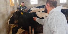 الزراعة: تحصين 13,067 رأساً من أبقار الحليب ضمن الحملة الوطنية لمكافحة الحمى القلاعية (SAT1)