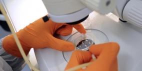 بالعلاج الجذعي.. فئران عقيمة تنجب فئرانا سليمة