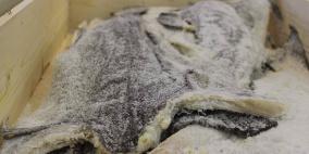 "سمك القد".. سفرة العيد الأولى في الخليل 