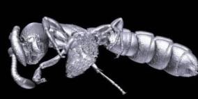 "النملة أوباما" اكتشاف جديد لعلماء اليابان