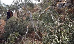مستعمرون يقطعون 21 شجرة زيتون في المغير شرق رام الله