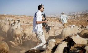 مستوطنون يسرقون عشرات رؤوس الماشية شرق طوباس 