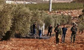 الاحتلال يقتلع عشرات أشجار الزيتون في اللبن الشرقية