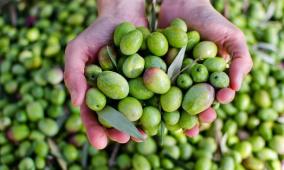 خاص| شتاء الربيع… نعمة أم نقمة على موسم الزيتون؟