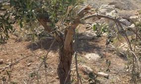 مستعمرون يطلقون مواشيهم ويقتلعون أشجار زيتون بمسافر يطا جنوب الخليل