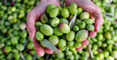 خاص| شتاء الربيع… نعمة أم نقمة على موسم الزيتون؟