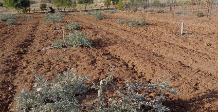 الاحتلال يخطر باقتلاع أشجار زيتون في نعلين غرب رام الله