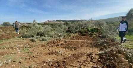 الاحتلال يقتلع 130 شجرة زيتون في بلدة اذنا غرب الخليل
