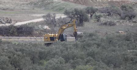 الاحتلال يقتلع المئات من أشجار الزيتون في "واد الحمص" شمال شرق بيت لحم