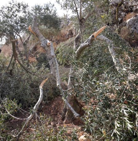 مستعمرون يقطعون 21 شجرة زيتون في المغير شرق رام الله