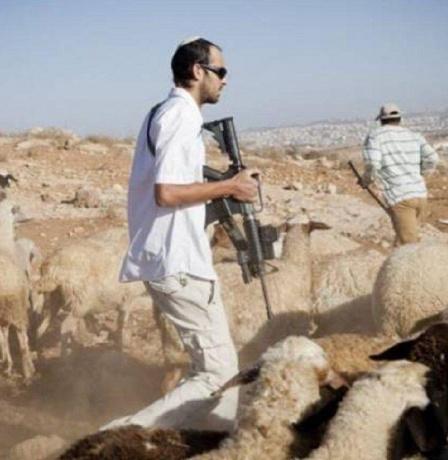 مستوطنون يسرقون عشرات رؤوس الماشية شرق طوباس 