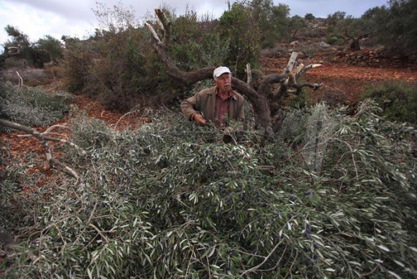 مستوطنون يقتلعون 50 شجرة زيتون 