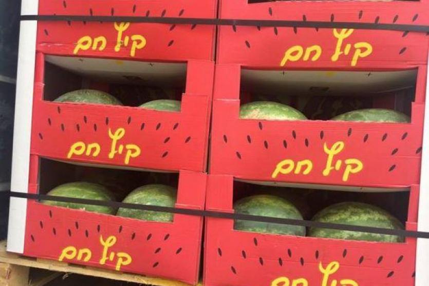 بطيخ مستورد من اسرائيل 